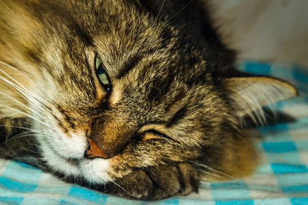 Ύπνος Σιβηρίας Γάτα Χνουδωτή Γάτα Σαν Λιοντάρι — Φωτογραφία Αρχείου