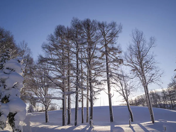 Árvores Sem Folhas Com Geada Luz Matinal Inverno — Fotografia de Stock