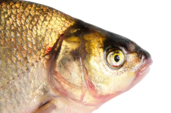 Fresh Freshwater Fish Bream Macro Isolated White — Stock Photo, Image