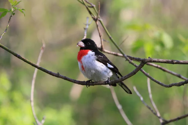 Rose Breasted Grosbeak Male Perched Branch Early Morning — Stock Photo, Image