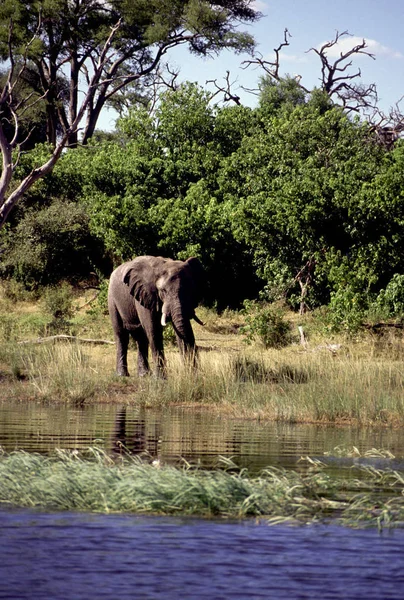 Vuxen Elefant Nära Vattenkälla — Stockfoto