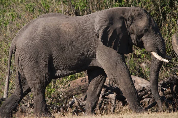 African Bush Elephant Loxodonta Africana Caminar Vista Perfil — Foto de Stock