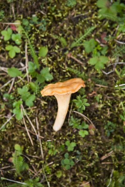 Chantarelle Het Bos — Stockfoto