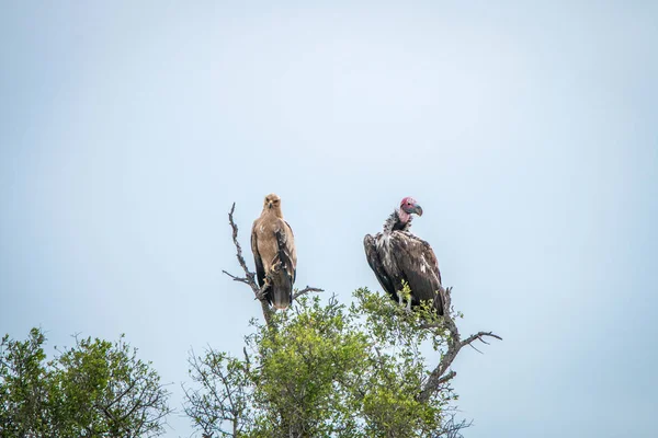Parlagi Sas Füles Keselyű Egymás Mellett Egy Kruger Nemzeti Park — Stock Fotó