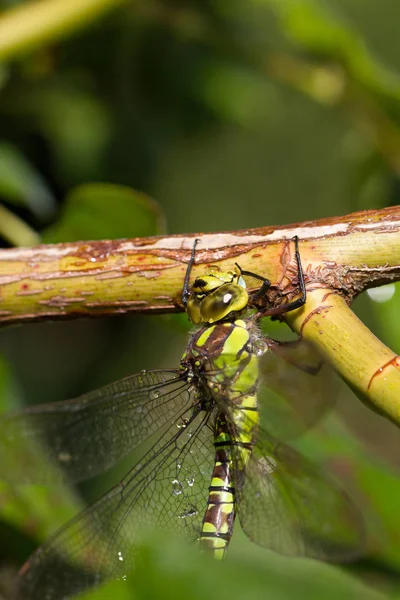 Dragonfly Крайньому Крупним Планом Сидить Дереві — стокове фото