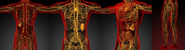 Representación Médica Ilustración Del Sistema Linfático — Foto de Stock