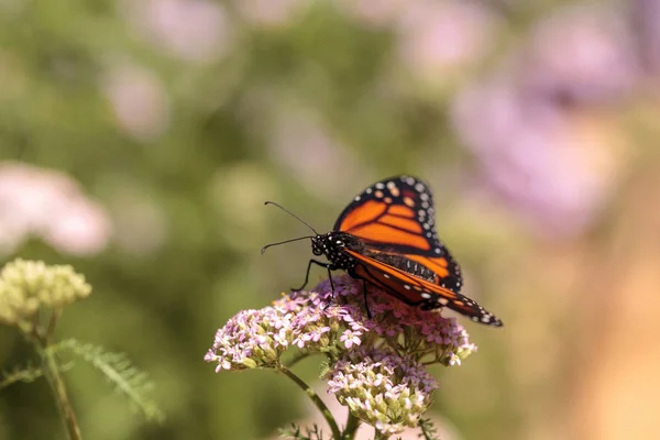 Monarch Butterfly Danaus Plexippus Jardim Borboletas Uma Flor Primavera Sul — Fotografia de Stock