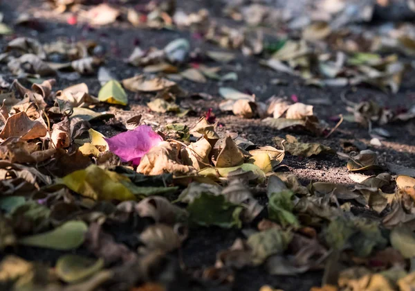 床の秋に落ちた花 — ストック写真