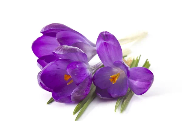 Crocus Witte Achtergrond Verse Lentebloemen — Stockfoto