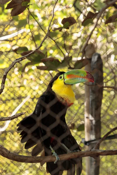 Красочный Клюв Тукана Ramphastos Sulfuratus Содержит Желтый Красный Зеленый Оранжевый — стоковое фото