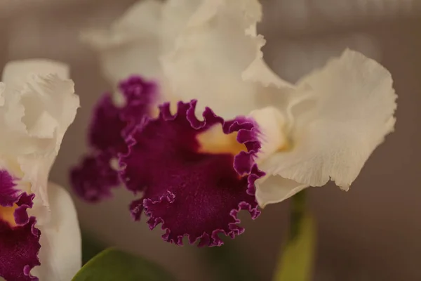 Cattleya Orchideenblume Blüht Sommer Hawaii Einem Botanischen Garten — Stockfoto