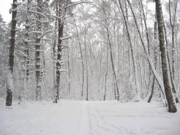 Zimowy Krajobraz Drewnie Ptakami Zaspy Śnieżne — Zdjęcie stockowe