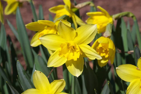 Macro Foto Del Hermoso Lirio Amarillo —  Fotos de Stock