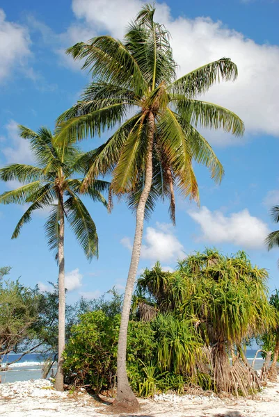 Palmeras Coco Isla Tropical — Foto de Stock