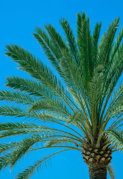 Palm Detalle Cielo Azul Detalle Cercano Palmera Contra Cielo Azul —  Fotos de Stock