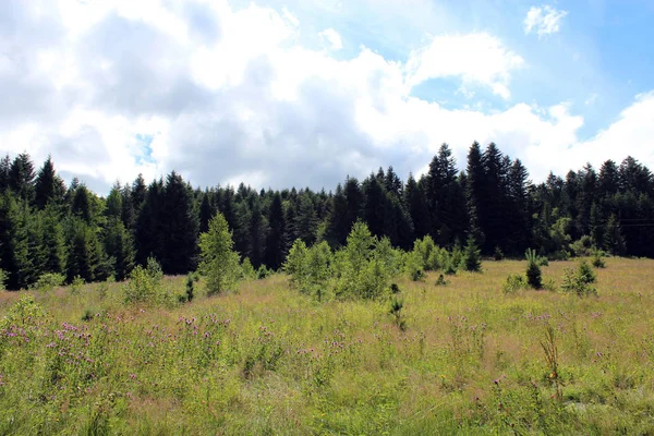 Champ Avec Herbe Ciel Forêt Sur Fond — Photo