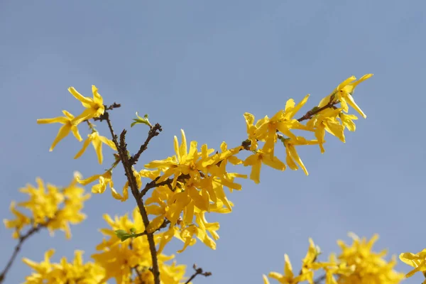 Закрыть Вид Forsythia Bbsom — стоковое фото