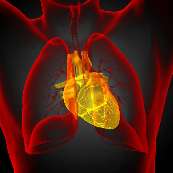 Медична Ілюстрація Людського Серця Вид Спереду — стокове фото