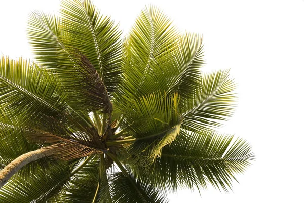 Beyaz Üzerinde Izole Edilmiş Yalnız Bir Palmiye Ağacının Yukarı Doğru — Stok fotoğraf