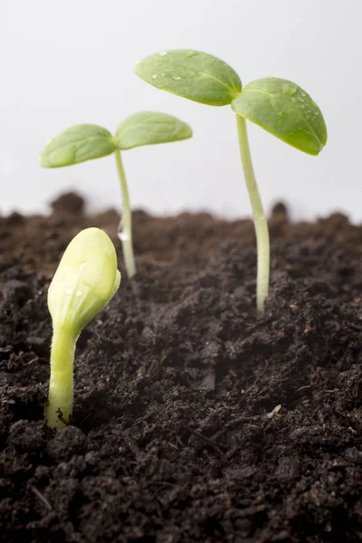 Sementes Cultivadas Jovens Mudas — Fotografia de Stock