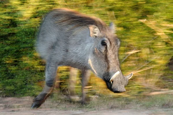 Hareket Halinde Büyük Dişleri Ile Kızgın Warthog — Stok fotoğraf