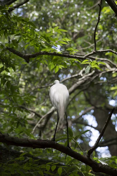 Grote Zilverreiger Een Boom — Stockfoto