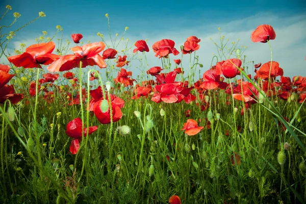 Mohnblumen Gegen Den Blauen Himmel Blumenwiese Frühling Zusammensetzung Der Natur — Stockfoto