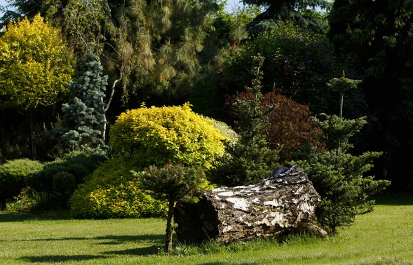 Colorato Giardino Primaverile Alla Luce Del Sole Serale Primavera Concetto — Foto Stock