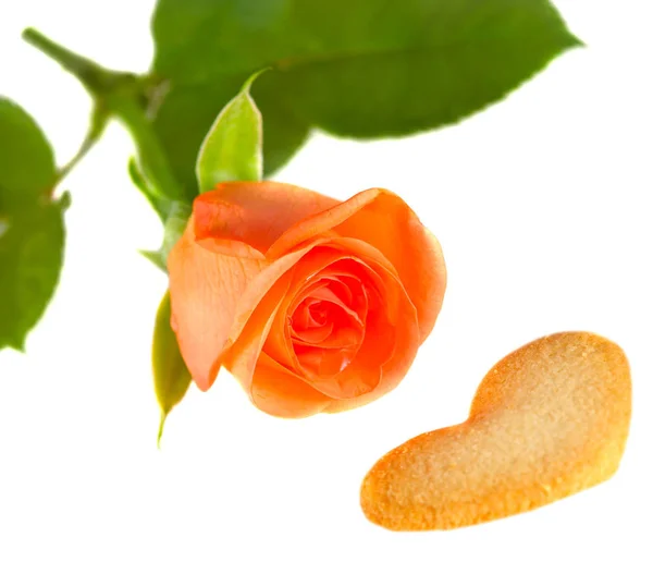 Rosa Rosa Con Corazones Aislados Blanco — Foto de Stock