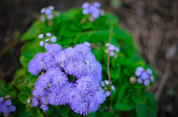 Синій Нитка Квіти Або Bluemink Blueweed Кицька Стопи Мексиканський Кисть — стокове фото