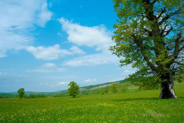 Grüne Frühlingslandschaft Mit Schön Gefärbtem Himmel — Stockfoto