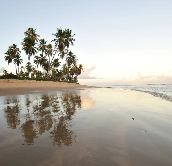 Praia Forte Estado Salavador Bahia Brasil — Foto de Stock