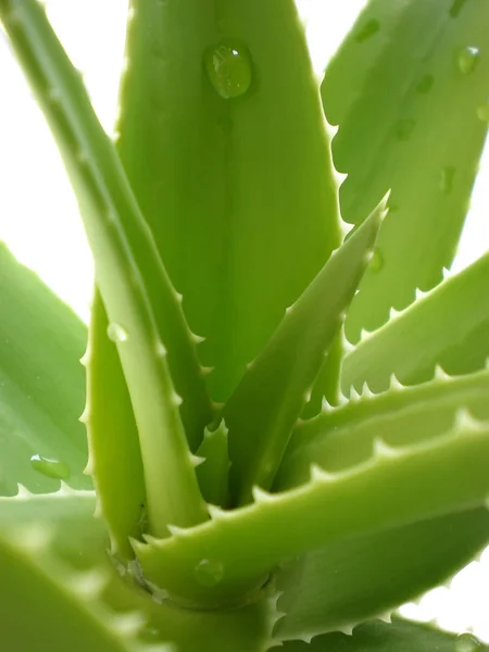 Aloe Vera Από Κοντά Άσπρο Φόντο — Φωτογραφία Αρχείου