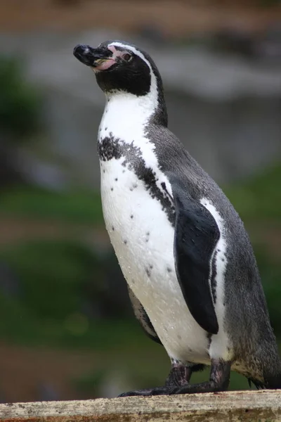 Pinguim Humboldt Spheniscus Humboldti Visto Lado — Fotografia de Stock