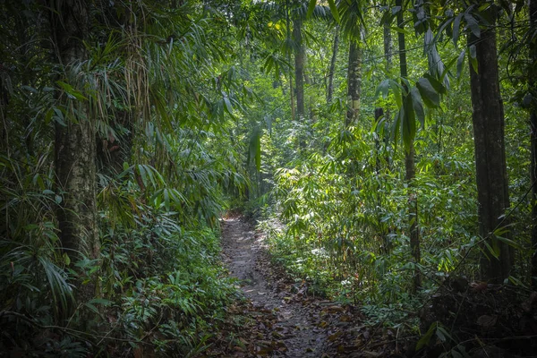 ジャングルの中でパス スリランカのシンハラジャの熱帯雨林 — ストック写真