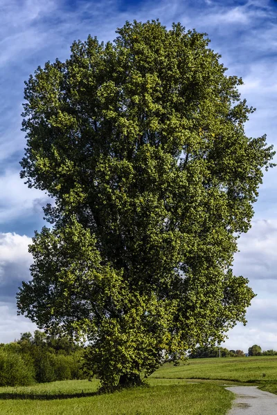 Grande Vecchio Pioppo — Foto Stock