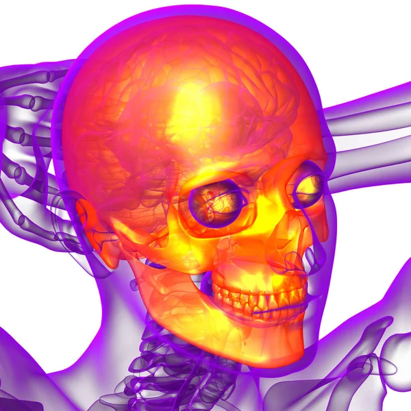 Render Ilustración Médica Del Cráneo Vista Lateral —  Fotos de Stock
