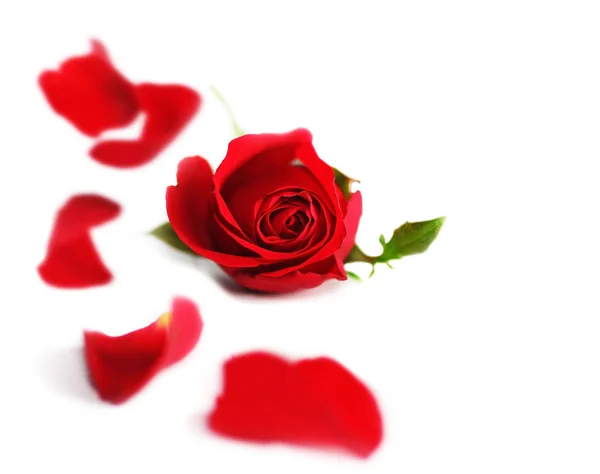 Feliz San Valentín Rojo Borde Rosa Flor Fresca Con Pétalos —  Fotos de Stock