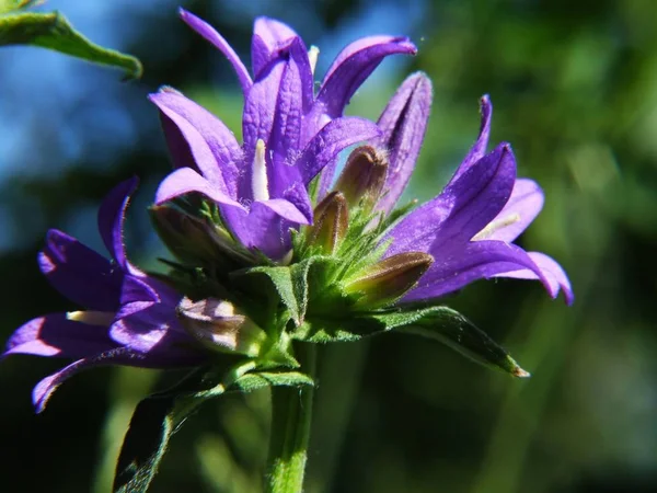 Flores Campanula Bonitas Frescas Vista Próxima — Fotografia de Stock