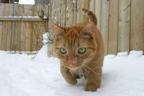 Παντοδύναμος Κυνηγός Γάτας Παρακολουθεί Λεία Του Μέσα Από Χιόνι — Φωτογραφία Αρχείου