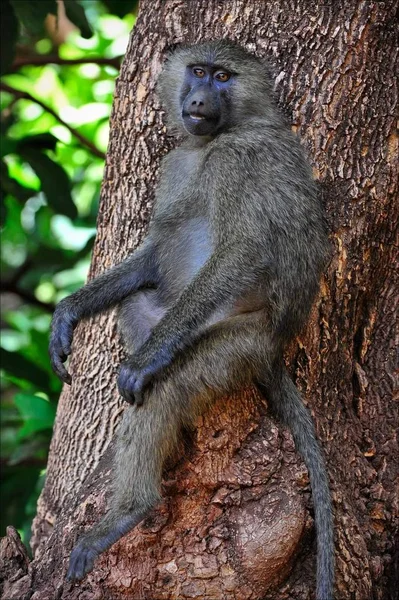 Baboon Tree Baboon Sits Tree Poses Looking Chamber — Stock Photo, Image