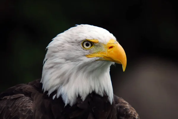Retrato Águila Calva Americana Haliaeetus Leucocephalus —  Fotos de Stock