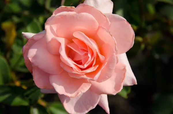 Λεπτομέρεια Από Ένα Ροζ Τριαντάφυλλο Στο Φως Του Ήλιου — Φωτογραφία Αρχείου