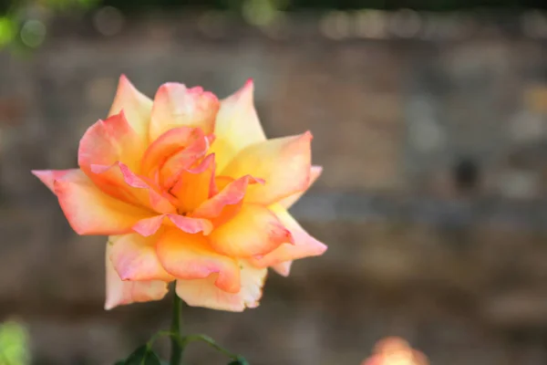 Hermosa Rosa Rosa Amarilla Jardín Cerca — Foto de Stock