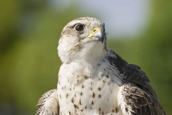 Falcon Saker Falco Cherrug Orientation Paysage — Photo