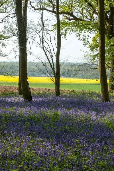 Guardando Fuori Wepham Wood — Foto Stock