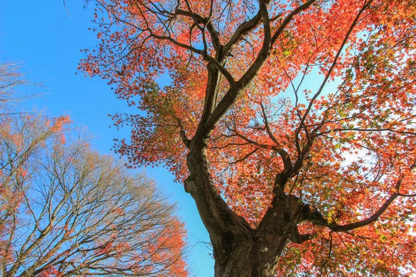 日本京都秋季多色的树叶和树木 — 图库照片