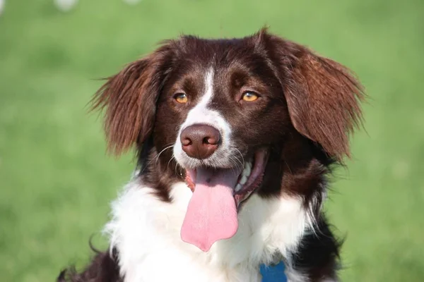 Muy Lindo Hígado Blanco Collie Cruz Springer Spaniel Mascota Perro — Foto de Stock