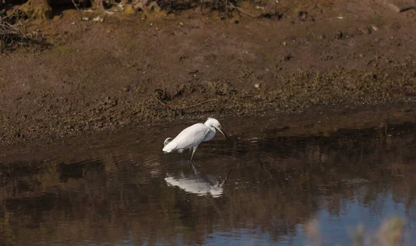 Pták Volavka Ardea Alba Stojí Slanovodní Horním Newport Bay Newport — Stock fotografie