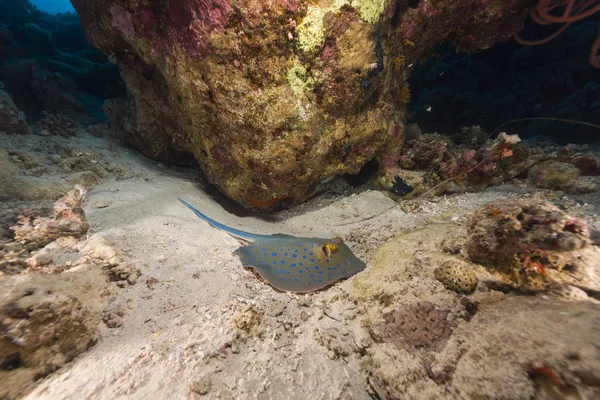 Bluespotted Stingray Красном Море — стоковое фото